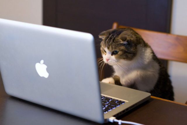 cat-typing 