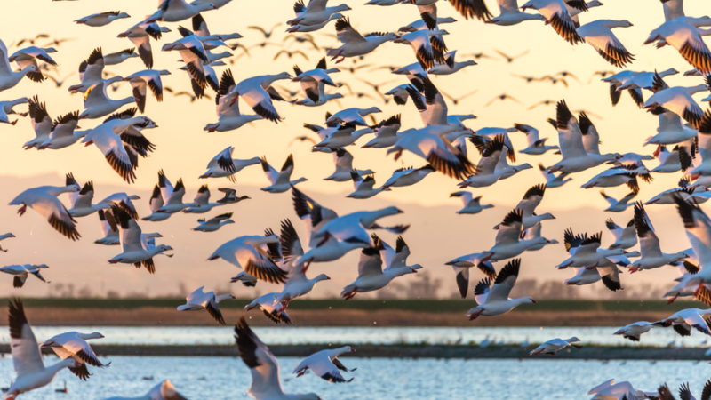 flock of geese migrating
