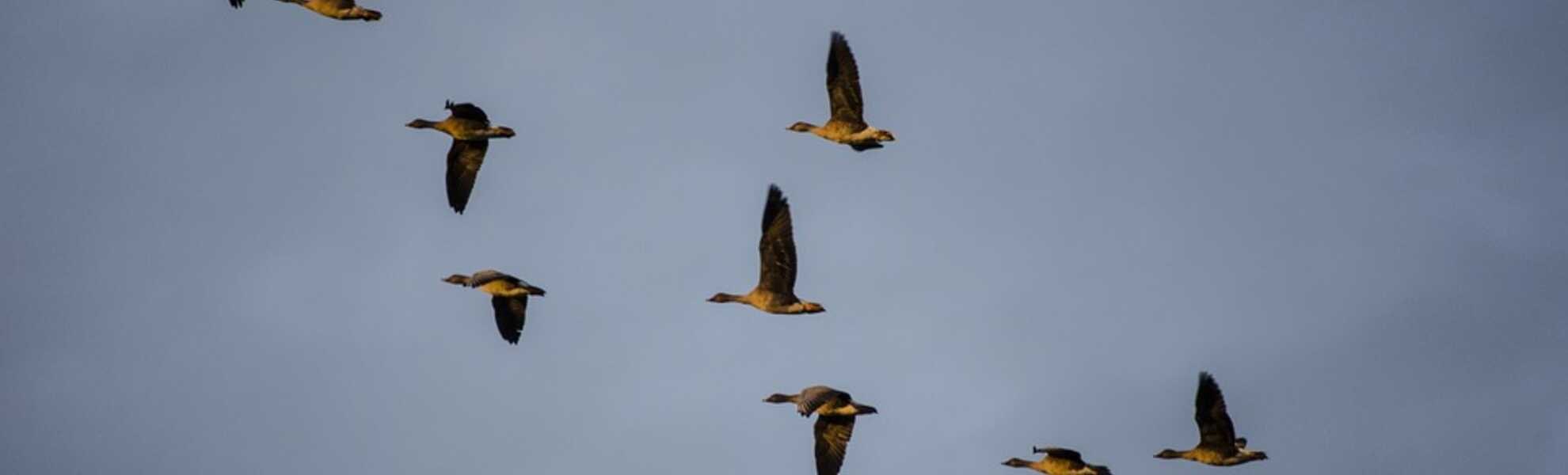 Wild geese migrating